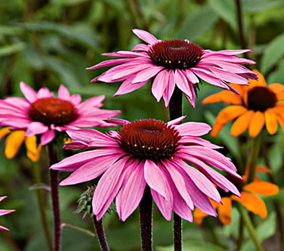 Echinacea Purple Coneflower Perennial Medicinal by ...