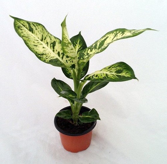 Splash Dieffenbachia Easy to Grow  Houseplant FREE SHIPPING