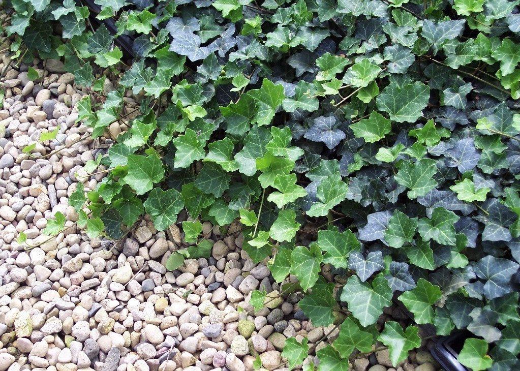 Baltic English Ivy 8 Plants Hardy Groundcover 2 1/4