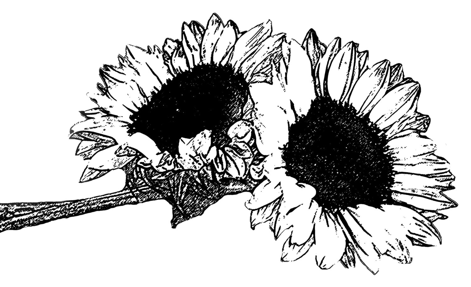 DIGITAL STAMP sunflower 01 black for Clipart Sunflower Black And White
545xkb DIGITAL STAMP sunflower 01 black for Clipart Sunflower Black And White
545xkb