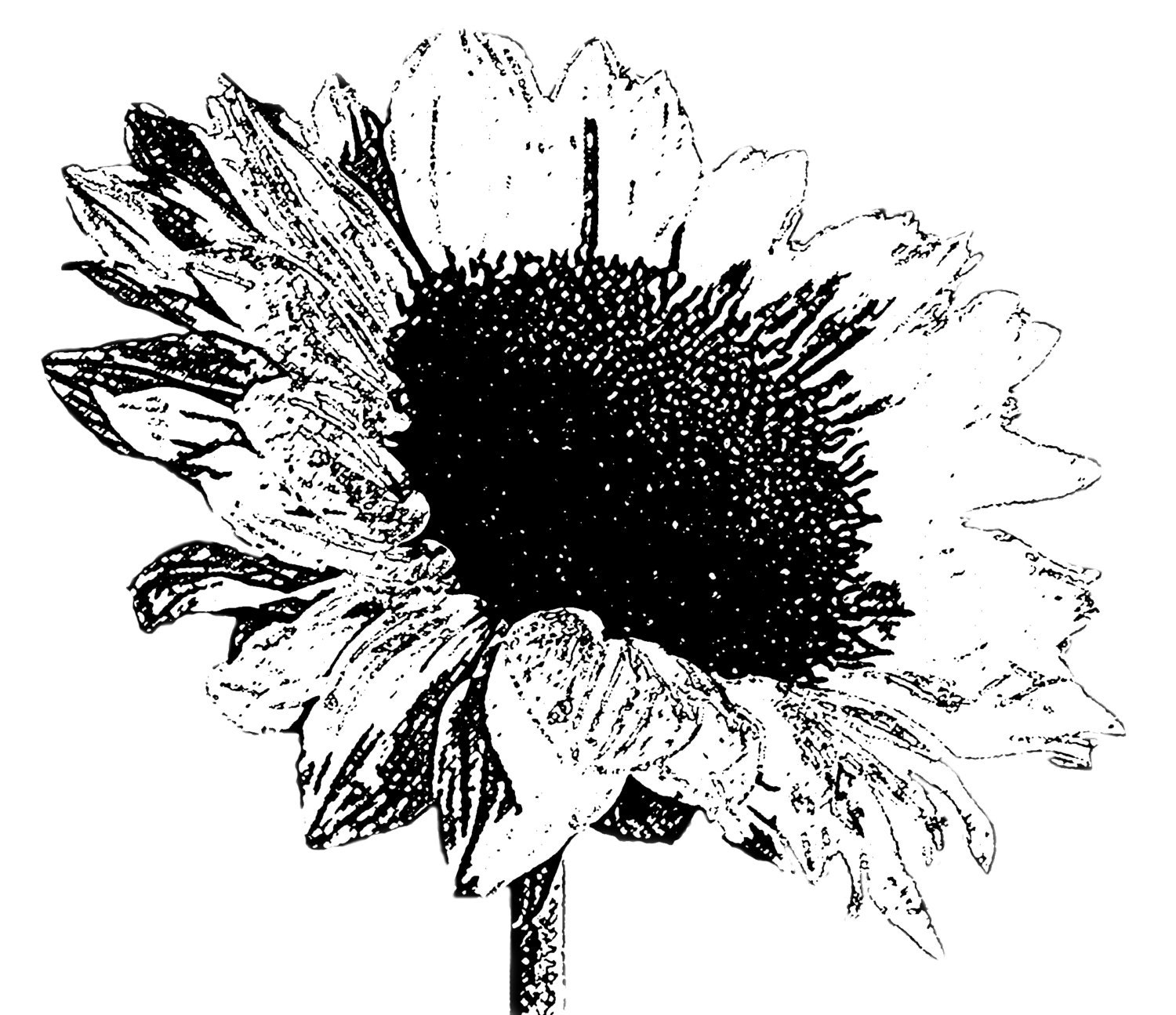 DIGITAL STAMP sunflower 03 black for Clipart Sunflower Black And White
174mzq DIGITAL STAMP sunflower 03 black for Clipart Sunflower Black And White
174mzq