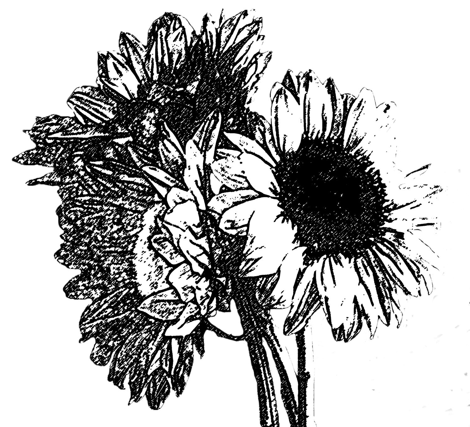 DIGITAL STAMP sunflower 04 black &amp; white (digi) clip art printable .jpg ...