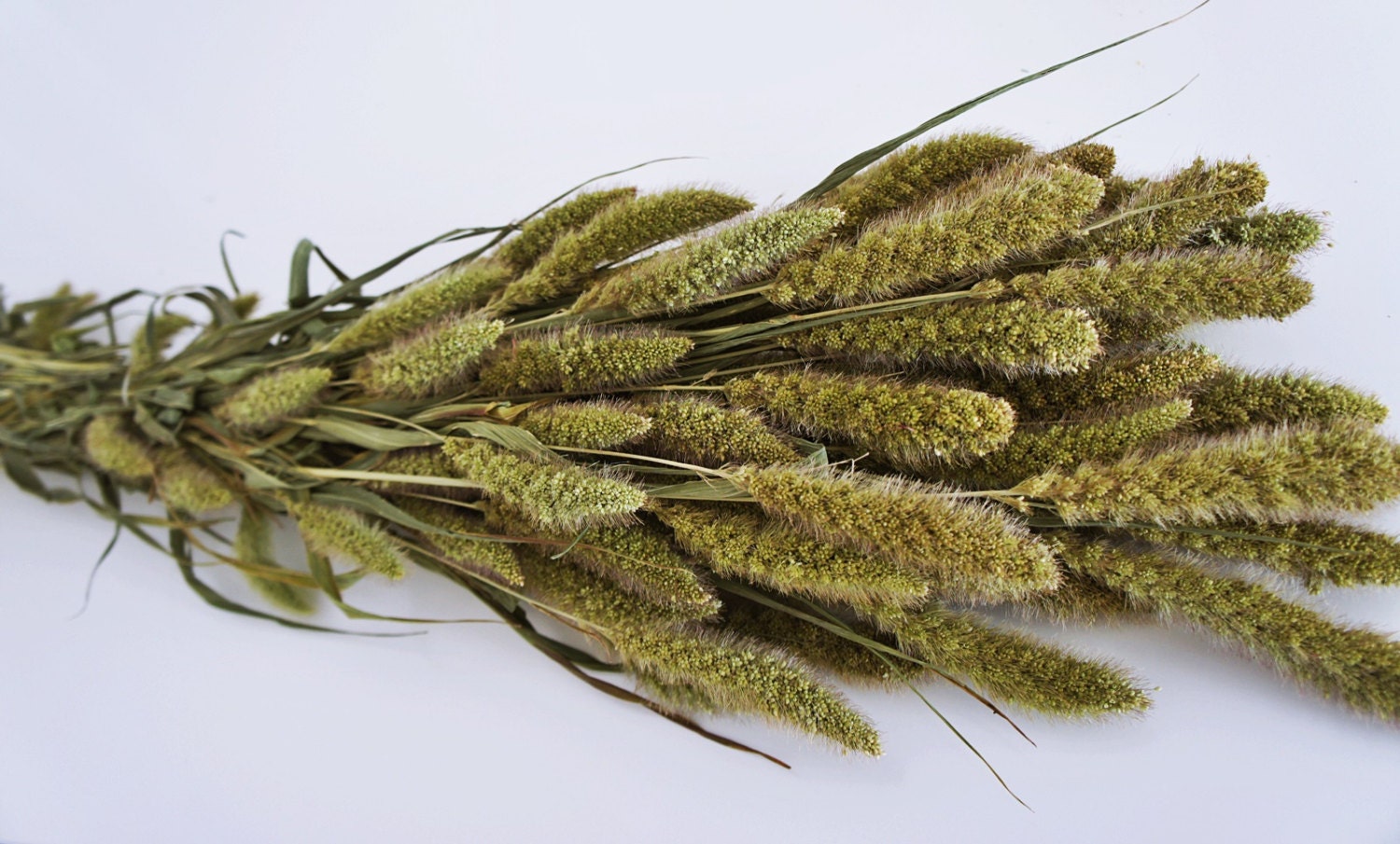 Dried XL bunch of millet lime green grass dried millet