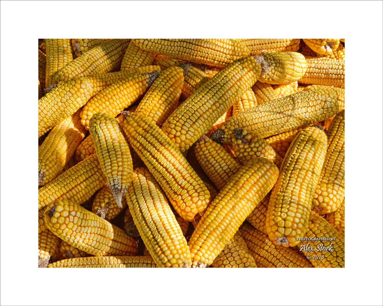 Corn Cobs Dried Kernels Golden Shadows Piled Up Kitchen