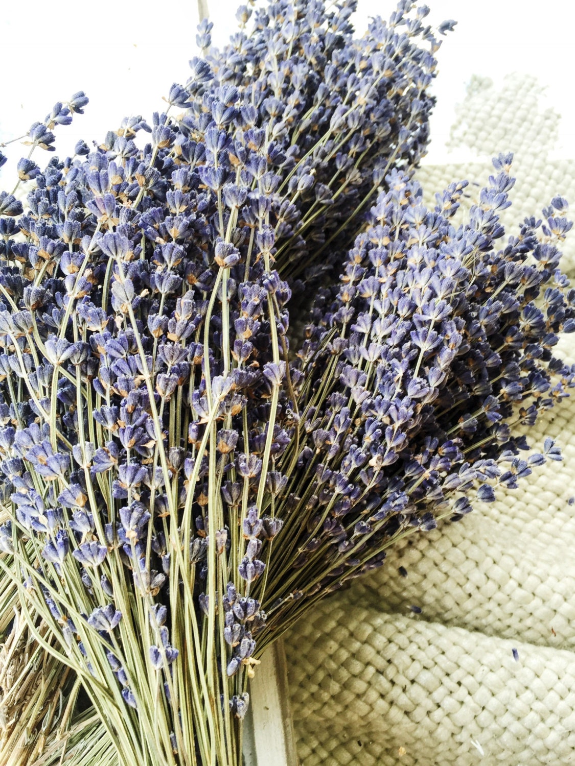 5 BUNCHES 1250 Lavender Stems Preserved Dry English