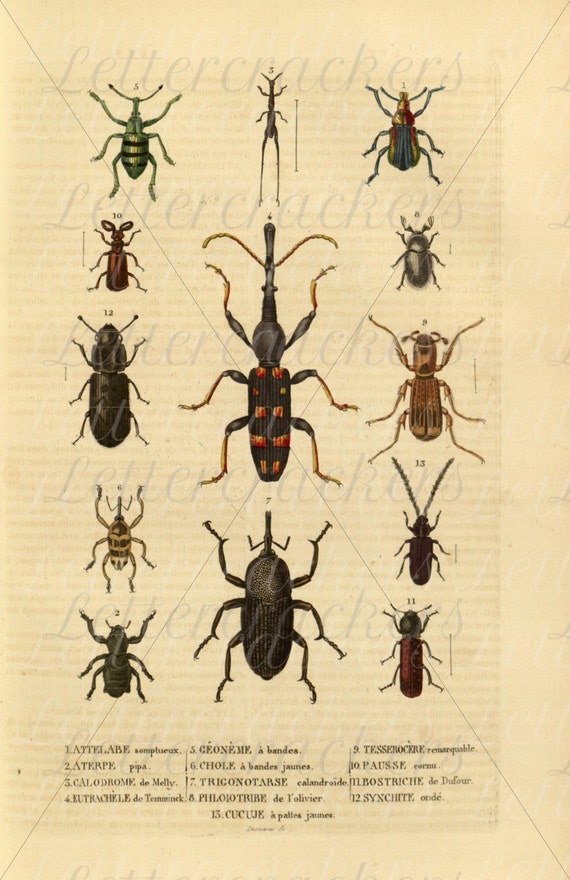 vintage insect clipart - photo #46