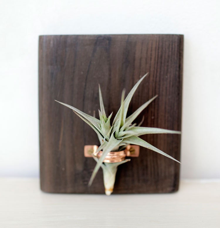 Air Plant Wall Display by ReclaimDesignZA on Etsy