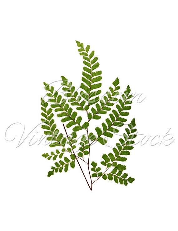 Botanical Printable Set Leaves Botanical INSTANT DOWNLOAD