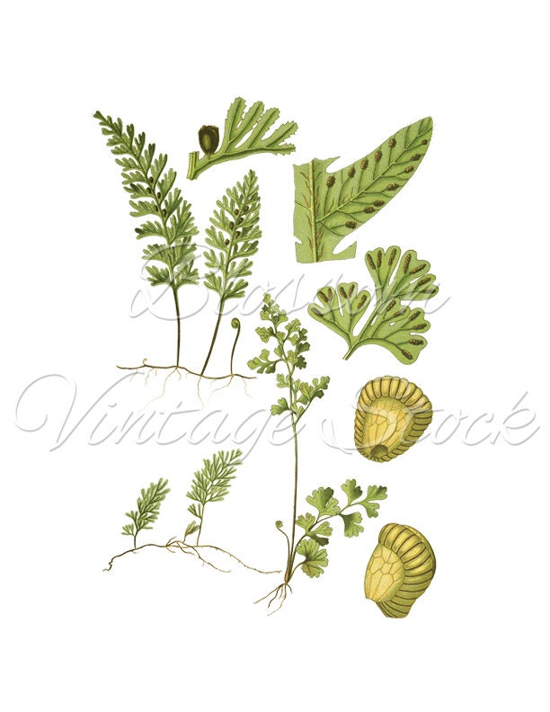 Botanical Printable Set Fern Botanicals by BlossomVintageStock