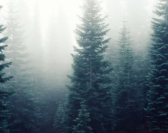Misty Forest - Foggy - Forest - Forest Photo - Forest Landscape - Digital Photo - Digital Download - Instant Download - Fine Art Photography