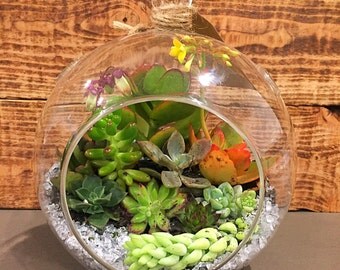 Succulent Terrarium, Round Glass Globe