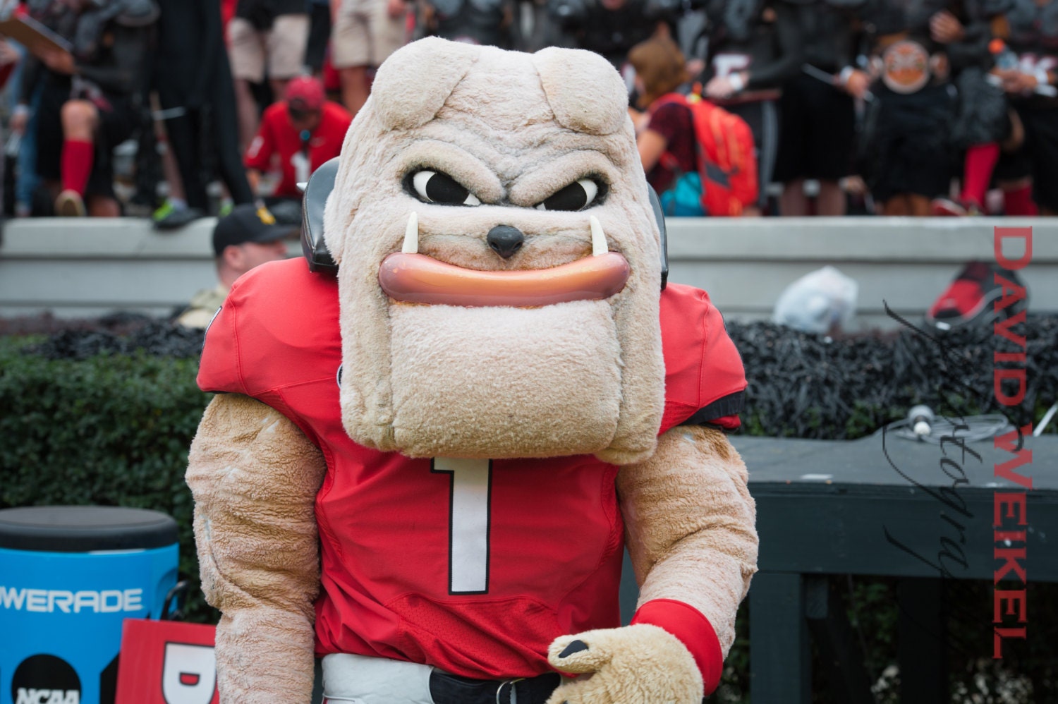 Hairy Dawg Gets Serious