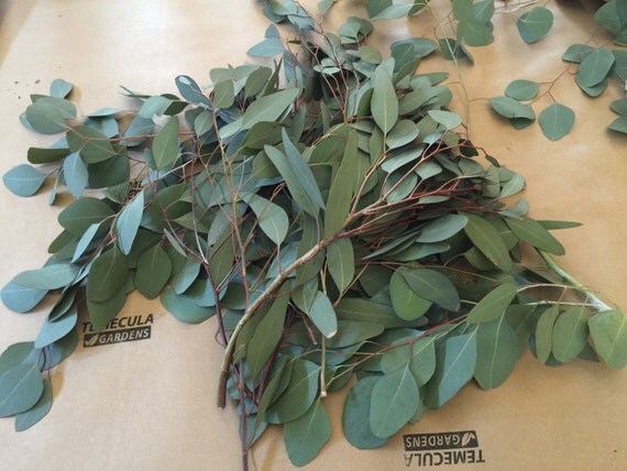 Fresh Eucalyptus USA 2 lbs Organic Leaves by TemeculaGardens