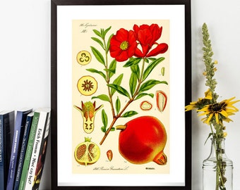 Pomegranate vintage Botanical print illustration botanical wall art poster plants print wall art decor home decor green red 1885 8 x 12 inch