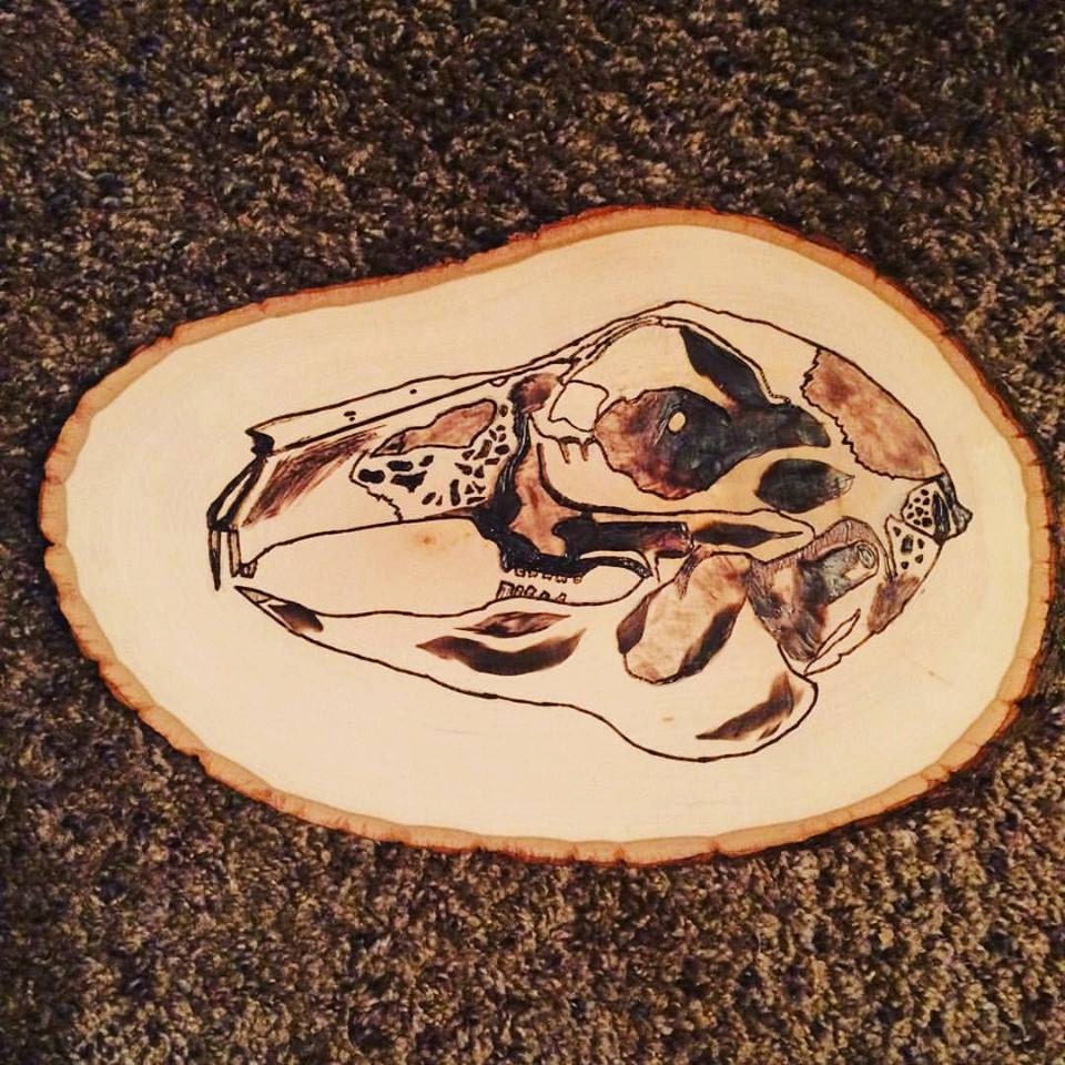 rabbit skull