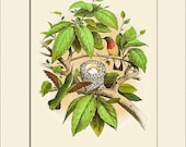 Ruby-Throated Humming Bird Print, Bird Nest Print, Thomas Gentry, Art Print with Mat, Natural History Illustration, Wall Art
