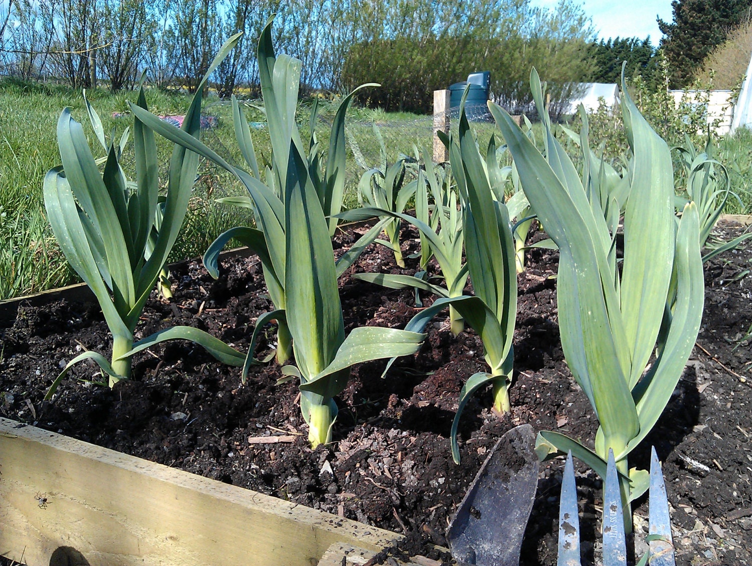 3 ELEPHANT GARLIC Rounds For Planting Allium Ampeloprasum