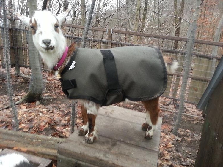 20 Green Winter WaterResistant Goat Coat by custompetandtack