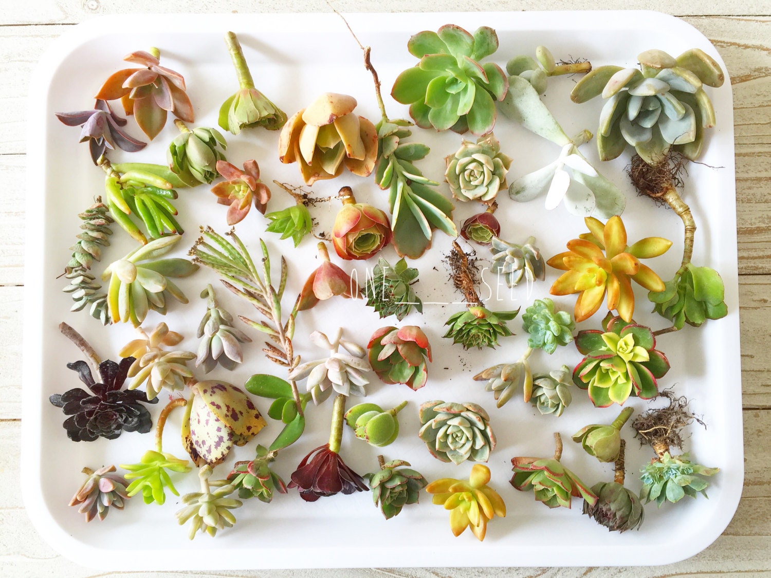 diy succulent cutting clipping cactus echeveria sedum aeonium diy succulent cutting clipping cactus echeveria sedum aeonium