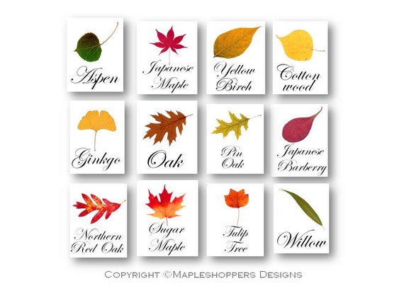 INSTANT DOWNLOAD-Autumn Tree Names Table Signs-Print Your
