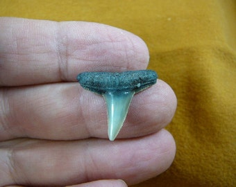 Lemon shark tooth | Etsy