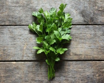 Cilantro, heirloom seeds, herb seeds, organic seeds from our farm, herb garden, eco friendly, companion planting, gardener