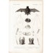 1836 ANTIQUE BATS bat head print print original antique bat anatomy engraving - Vampire halloween art