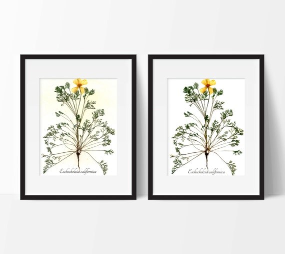 California Poppy Botanical Print Reproduction Herbarium