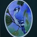 Framed Bird Painting - Blue Jay - wildlife, blue, birds, pine tree, pine cone, red berries, original acrylic painting, black mat, cobalt