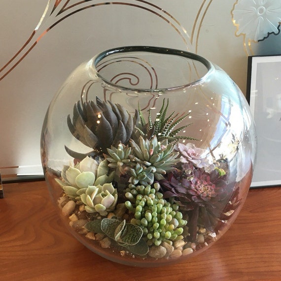 Large Succulent Terrarium Kit by Fairyblooms on Etsy