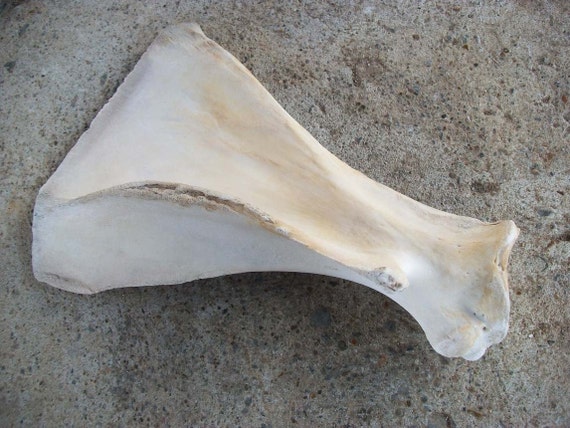 Cow Scapula