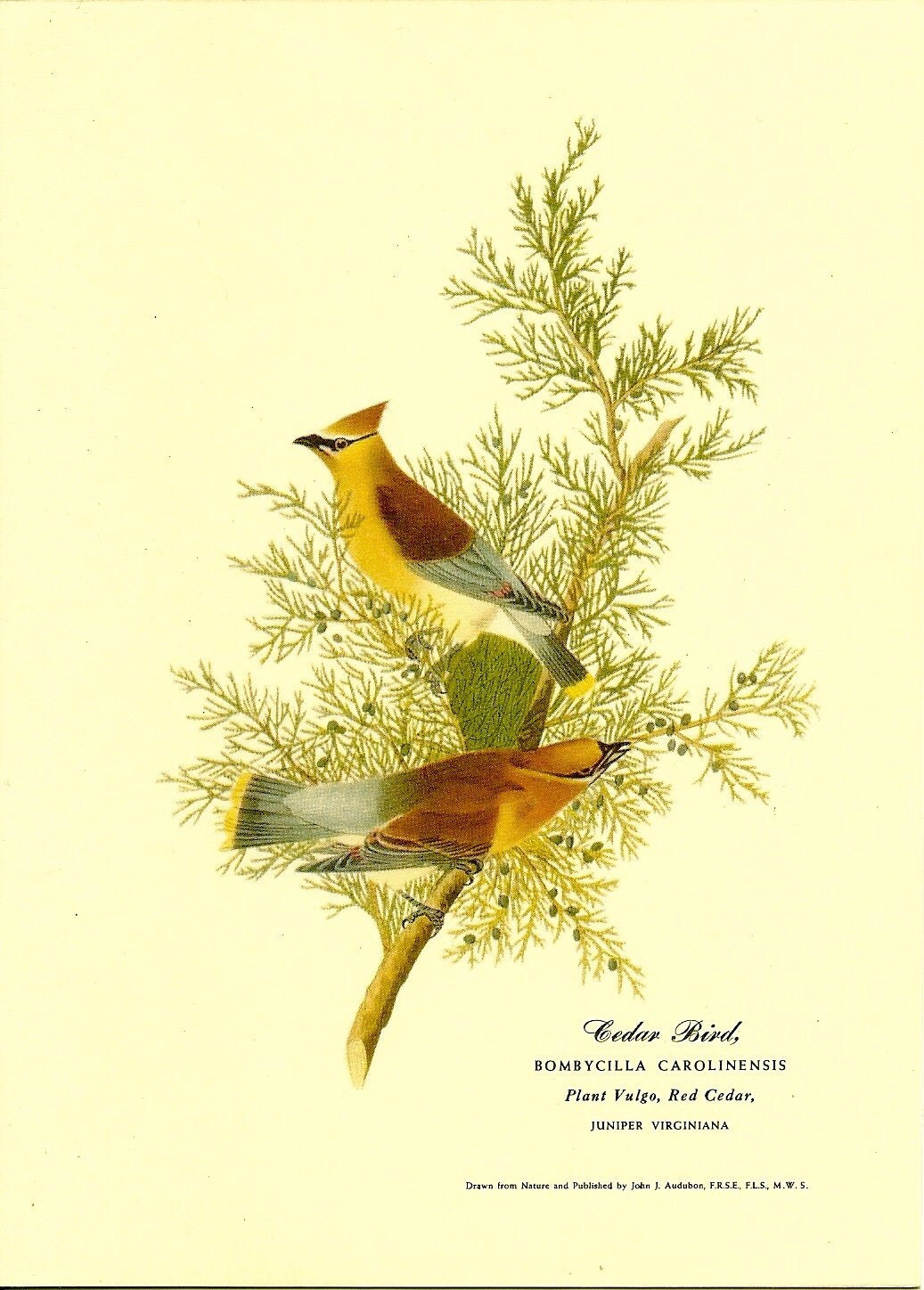 1940s Audubon Society Christmas Card Cedar by