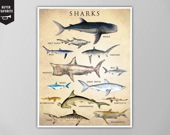 Shark Chart Art Print, Shark Chart Natural History Poster, Natural History Scientific Print, Shark Chart Art Print, Vertical Shark Chart