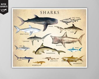 Shark Chart Poster, Shark Chart Art Print, Shark Chart Natural History Poster, Natural History Scientific Print, Shark Chart Art Print