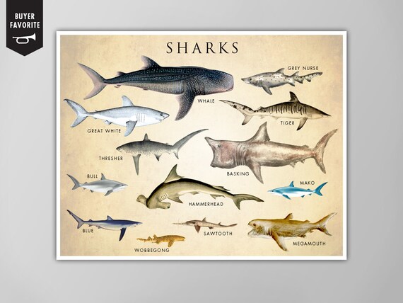 Shark Chart Poster Shark Chart Art Print Shark Chart Natural