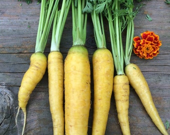 Organic Heirloom Yellowstone Carrots Sweet Seeds Rare