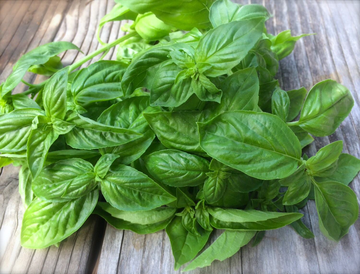 Basil Genovese Italian Variety Best Tasting Basil Grown to