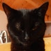 Ninette