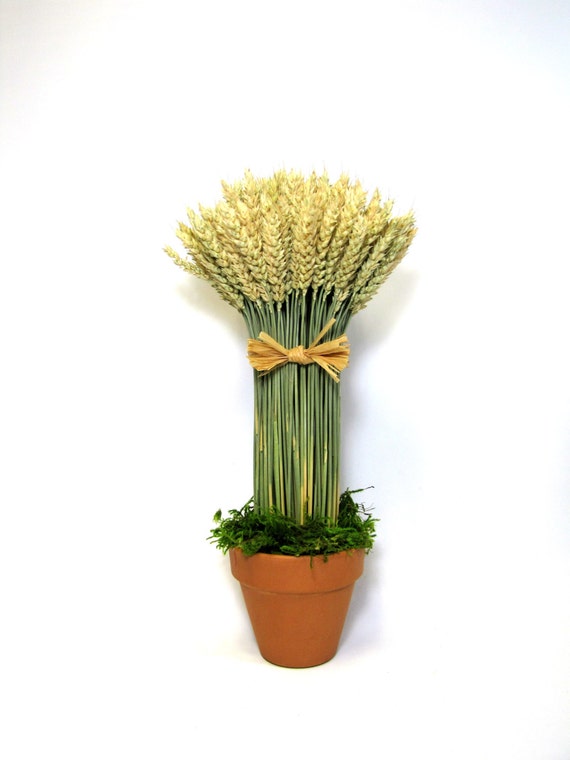 Potted Wheat Sheaf Dried Floral Arrangement by summersweetboutique