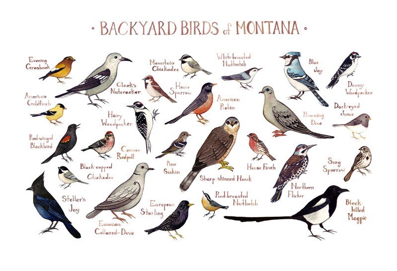 Montana Backyard Birds Field Guide Art Print / Watercolor