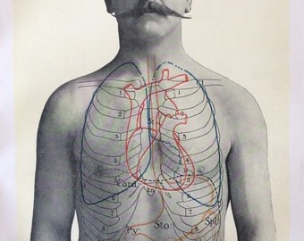 Antique Anatomy Bookplate Print 1900s Stomach Bowels Ribcage Moustache 1908 Vintage Medical Diagram
