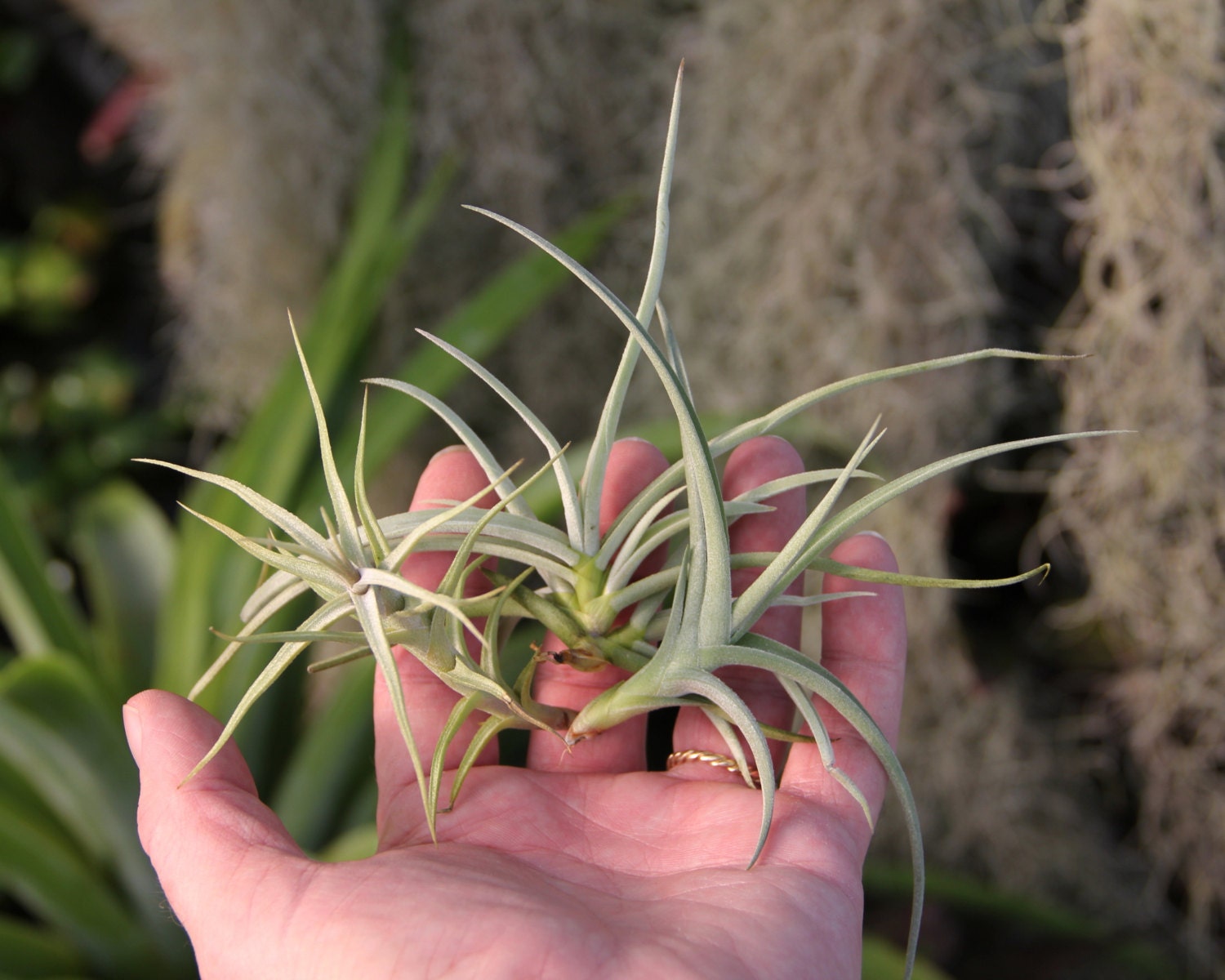 airplant tillandsia fragrant species collection by plantoddities airplant tillandsia fragrant species collection by plantoddities