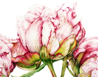 Botanical Print, Peonies, Art Print, Watercolor Print, Botanical Art, Peony print, Flower Print