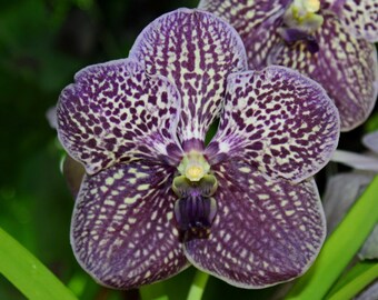 Vanda Orchid (FREE SHIPPING in the U.S. only)