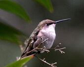 Hummingbird Photograph Nature Ruby Throated Bird Hummingbird Photograph Nature Ruby Throated Bird