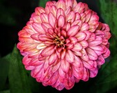 Pink Zinnia Flower Photograph Pink Zinnia Flower Photograph