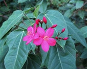 Rose Pinks Rosepinks Sabacia Angularis Fuchsia Purple Pink Green Leaves Foliage Nature Photography Botanical Plant Flower Floral Garden