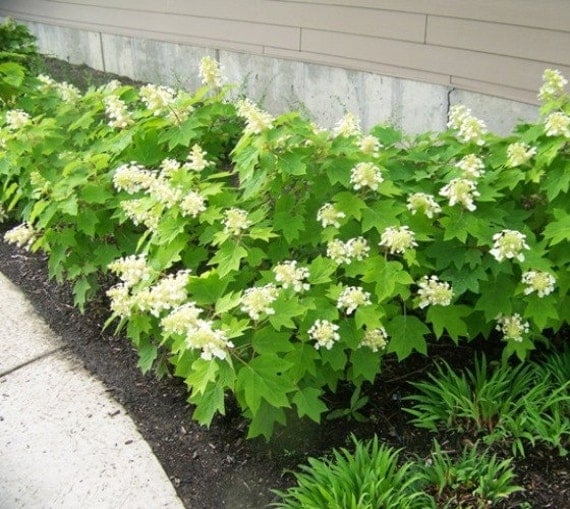 Sikes Dwarf Oakleaf Hydrangea Live Plant By Newlifenurserydotnet