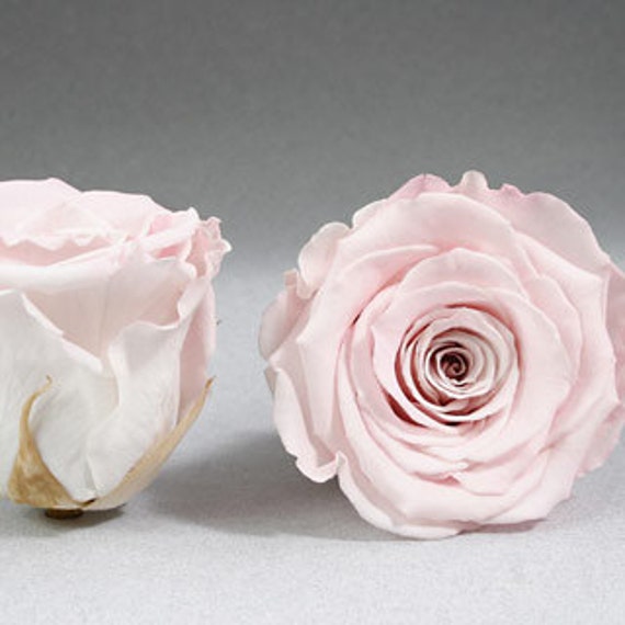 Preserved Rose Heads In Pink 6 Roses Simply Beautiful
