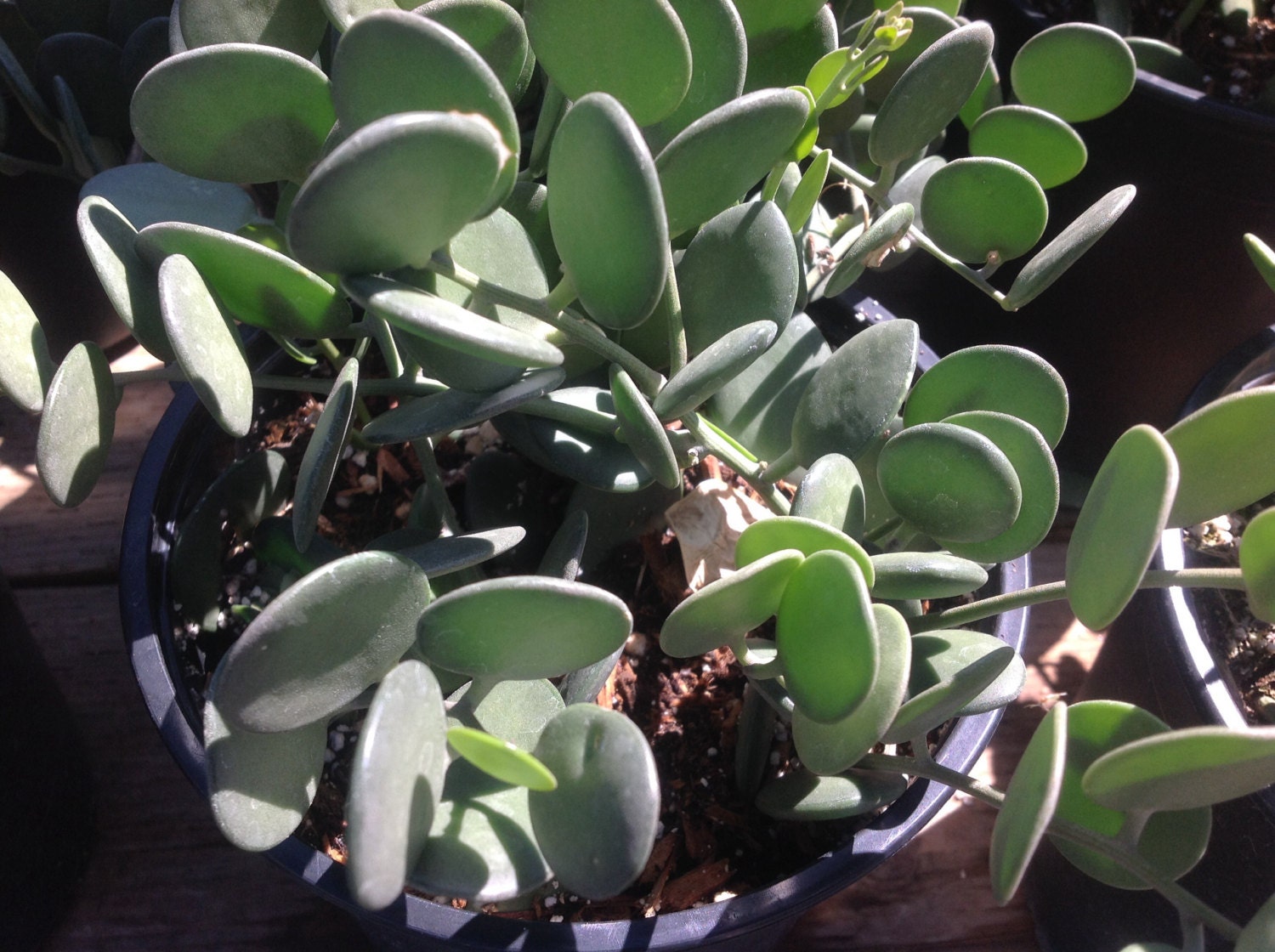 Succulent plant Silver Dollar Plant native to Madagascar.